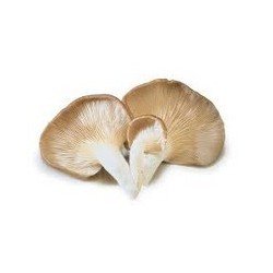 Organic Oyster Mushrooms 100 g