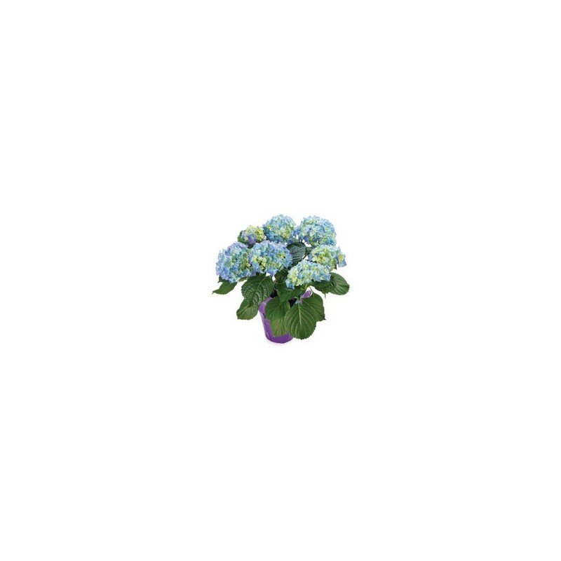 Hydrangea Potted Flowering Plant 6” pot (Subject to Availability)