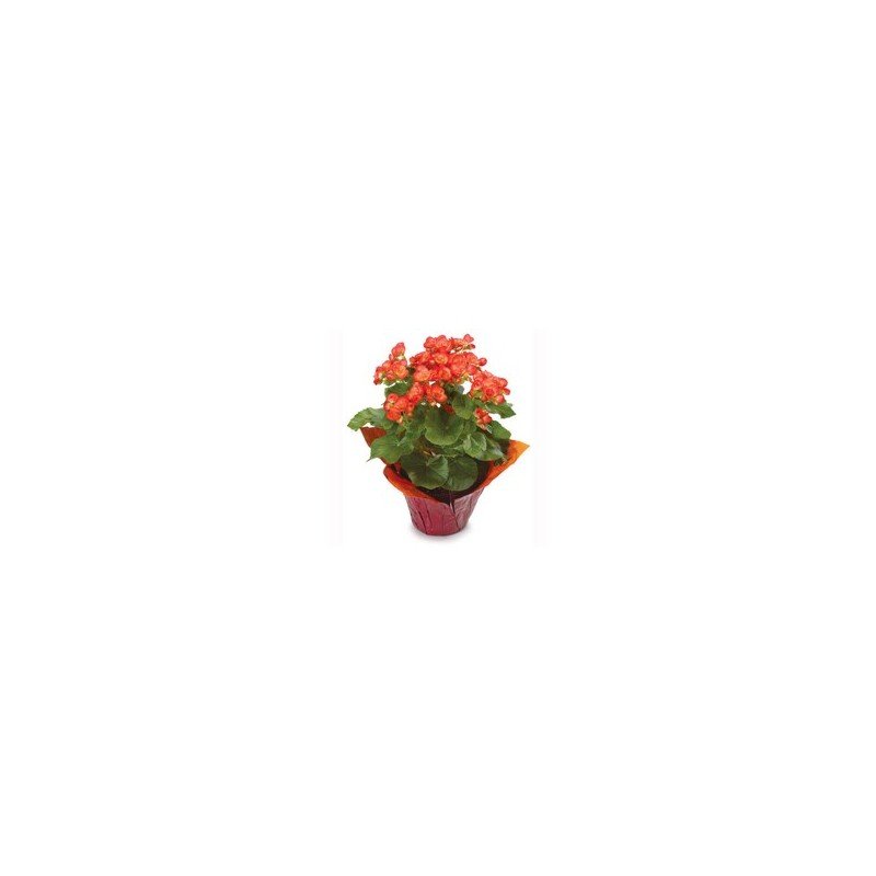 Begonia Flowering Plant 6” (Subject to Availability)