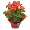 Begonia Flowering Plant 6” (Subject to Availability)