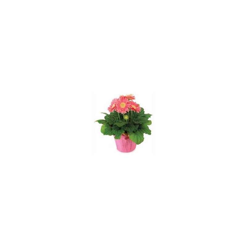 Gerbera Daisy Flowering Plant 6” pot