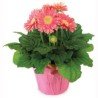 Gerbera Daisy Flowering Plant 6” pot