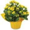 Kalanchoe Flowering Plant 6” (Subject to Availability)