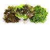 Inspired Greens Living Multileaf Lettuce each