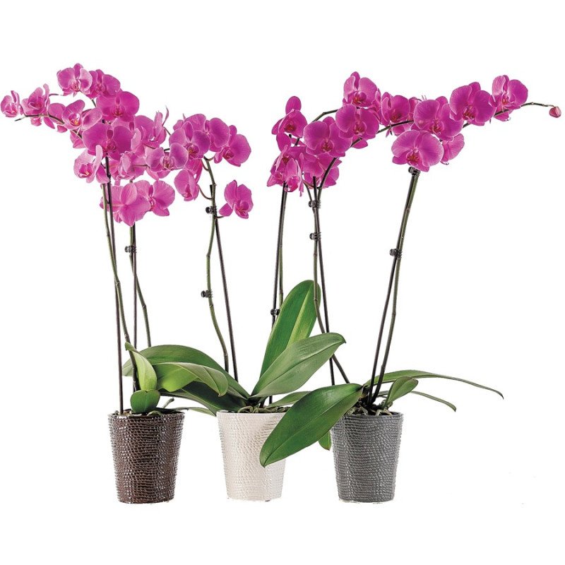 PC Phalaenopsis Orchid in 5” Ceramic Pot each