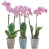 PC Phalaenopsis Orchid in 5” Ceramic Pot each