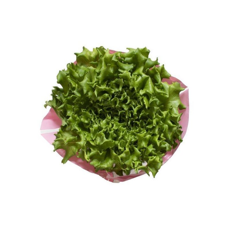 Inspired Greens Living Green Batavia Lettuce each