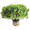 PC Live Red Leaf Lettuce each