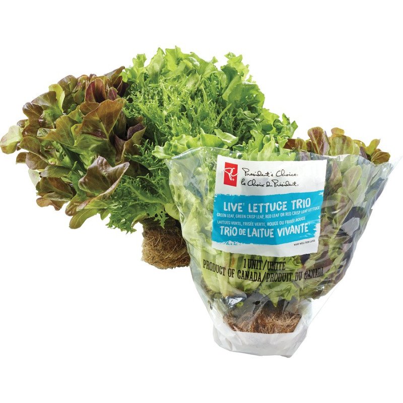 PC Live Lettuce Trio each